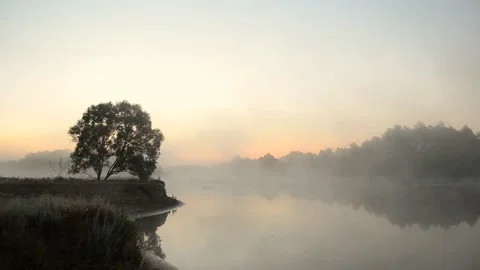 Lonely tree on the river bank Video stock 156637330