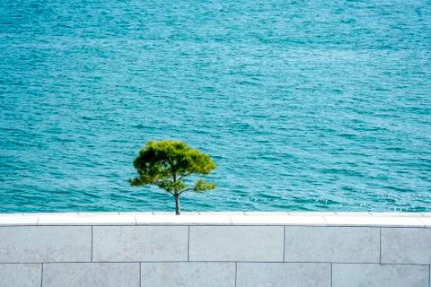 Lonely tree on the river edge Stock Photos