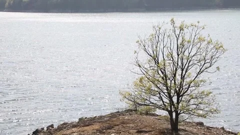  lonely tree at the river Stock-Footage 310355483