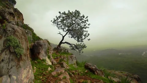 Lonely tree on a rocky hill Stock Footage 164907866