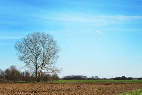 Lonely tree in rural environment Stock Photos