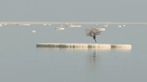 Lonely tree on a salt lump Stock Footage 93993496
