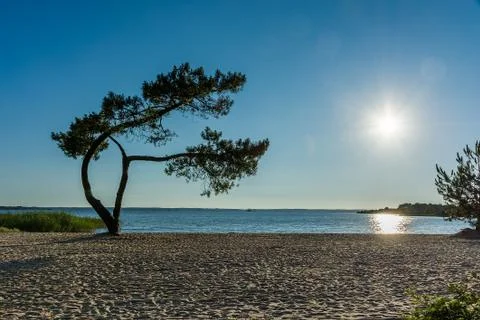 Lonely tree on a sandy beach. Sunset over the lake Stock Photos