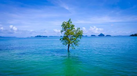 Lonely tree in the sea Stock Photos