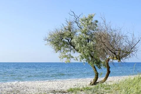 Lonely tree on the seashore Foto stock
