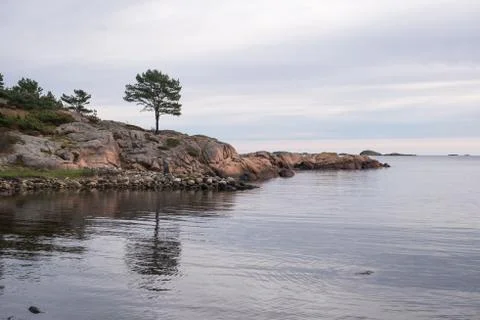 Lonely tree at the seashore Stock Photos
