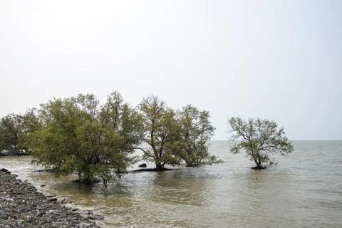 Lonely tree by the seashore Stock Photos