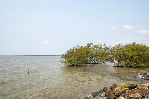 Lonely tree by the seashore Stock Photos