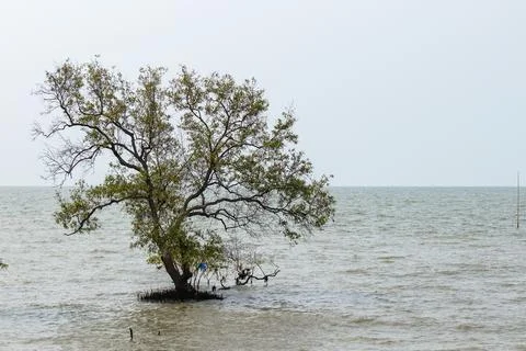 Lonely tree by the seashore Stock Photos