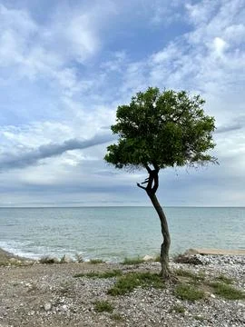 Lonely tree on the seashore Stock Photos