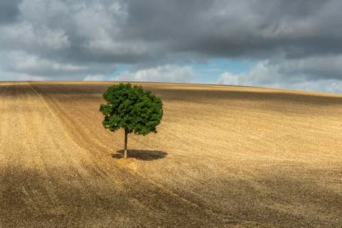 Lonely Tree with Shadow Auxerre Stock Photos