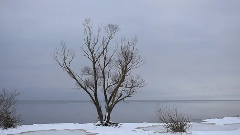 Lonely tree on the shore of a large lake Stock Footage 125467892
