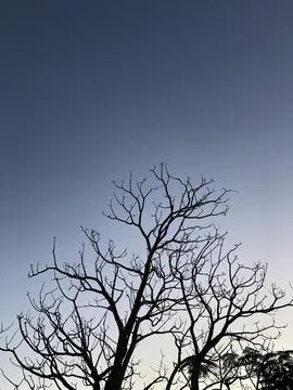 Lonely Tree Silhouette Stock Photos