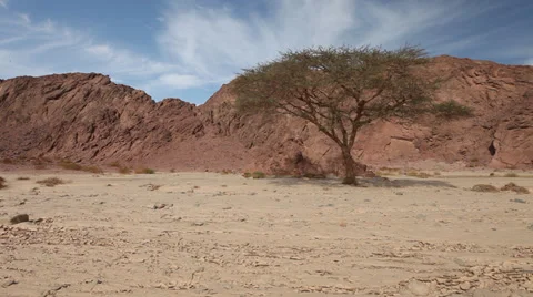 Lonely tree in the Sinai desert, panoramic view Video stock 38904327