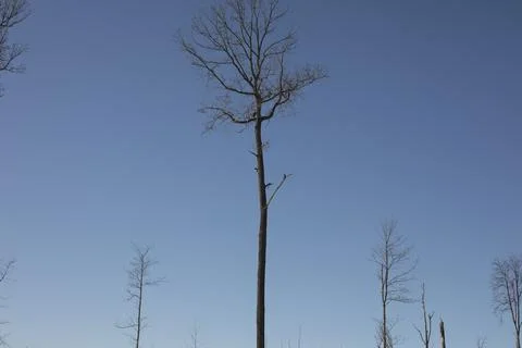 Lonely tree on sky background. Oak without leaves. Tall Plant. Stock Photos