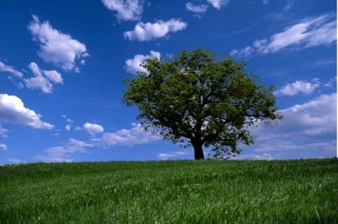 Lonely tree on sky background Foto stock