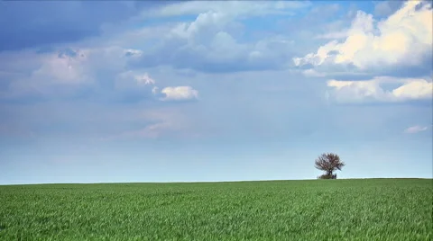 Lonely tree on sky background, time lapse Stock Footage 49467328