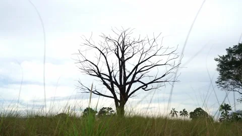 Lonely Tree Sliding Tracking shot Jurong Lake Lakeside Singapore Cloudy Day Vidéo 258090712