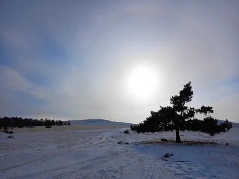 Lonely tree in the snow against the background of the sun Stock Photos