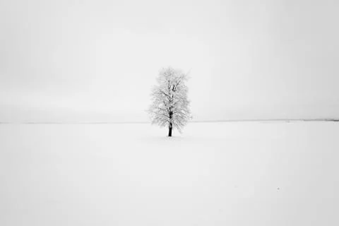 Lonely tree ,  snow. Stock Photos