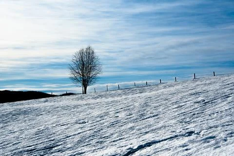 Lonely tree in the snow Stock Photos