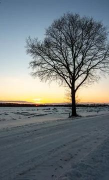 Lonely tree, in the snow, setting sun, along a road between meadows Stock Photos