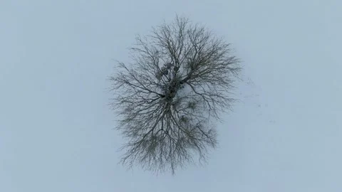 Lonely tree in a snowy area Stock Footage 152757122