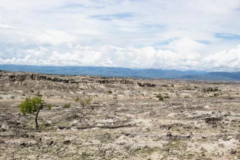 A Lonely Tree with some grass, clouds, and blue sky background in Tatacoa Desert Stock-Fotos