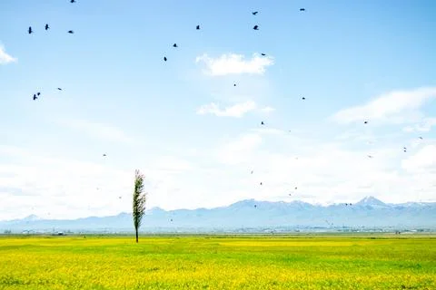 Lonely Tree in Spring Meadow with Birds, Erzurum Plain, Turkey for Earth Day Stock Photos