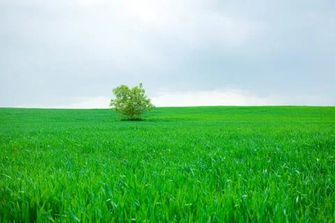 Lonely tree standing in a field Foto stock