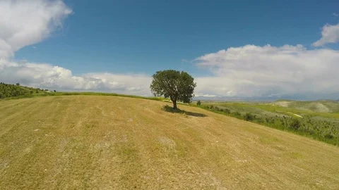 Lonely tree standing on hill, environmental problems, nature destruction Stock Footage