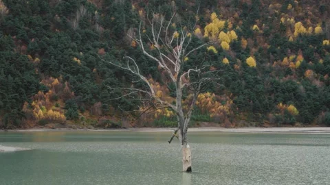 Lonely Tree Standing in Mountain Lake Video stock 327495076