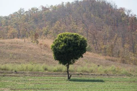Lonely tree standing Stock Photos