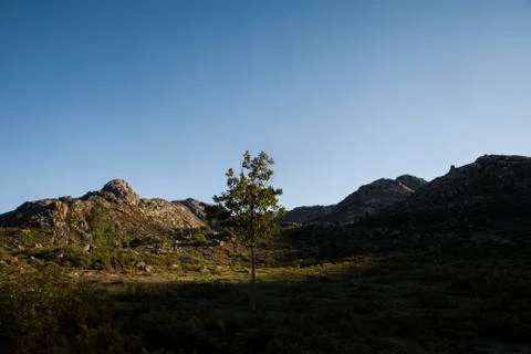Lonely tree stands by itself in the middle of a valley Stock Photos