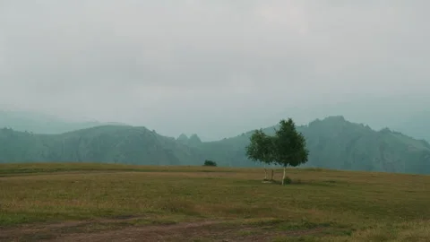 A lonely tree stands in the middle of a clearing in the mountains Stock Footage 252457410