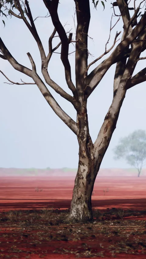 Lonely tree stands on red earth under clear sky in a remote area Stock Footage 340262908