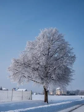 Lonely tree stands in a winter landscape with frost Stock Photos