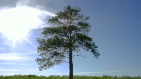 Lonely tree in the steppe at the blue sky bacvkground. Branches move in the wind Stock Footage 129017882