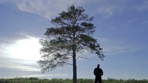 Lonely tree in the steppe at the blue sky bacvkground. Branches move in the wind Stock Footage 129018677