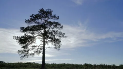 Lonely tree in the steppe at the blue sky bacvkground. Branches move in the wind Stock Footage 129021958