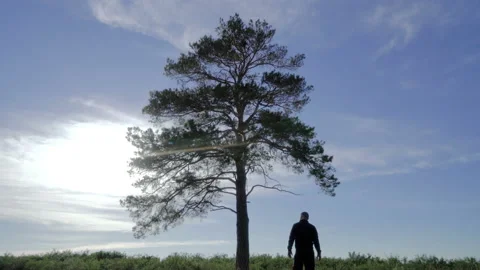Lonely tree in the steppe at the blue sky bacvkground. Branches move in the wind Stock Footage 129021982