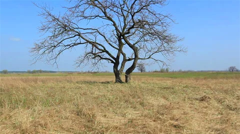 Lonely tree in the steppe. Stabilized   view landscape. Stock-Footage 36810266