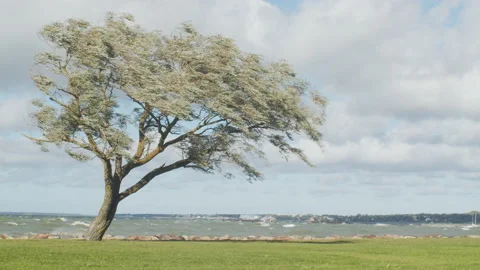 Lonely Tree at the Stormy Seaside Stock Footage 153488341