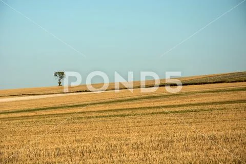 Lonely tree on stubble field on the hill, horizon and blue sky Stock Photos