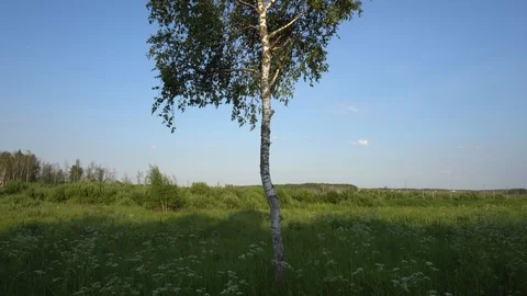 Lonely tree in the summer field 4K Stock Footage 92641290