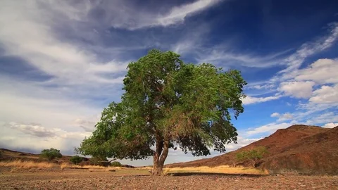 Lonely Tree on Summer Field against a beautiful sky Stock Footage 80456659