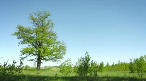 Lonely tree on a summer meadow. Grass and oak on a background of sky Video stock 48336101