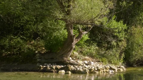 Lonely tree in the sun by the calm river Stock Footage 221268282