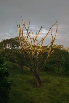 Lonely tree at sunset at the background of forest Stock Photos