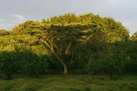 Lonely tree at sunset at the background of forest Stock Photos